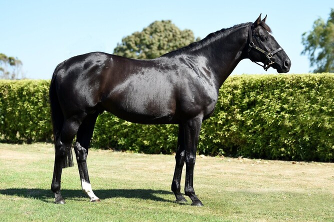 Unusual Suspect at Letham Stud