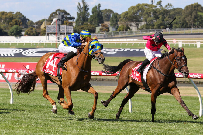 Lightly-tried four-year-old stayer So Unusual  - Photo: Bruno Cannatelli