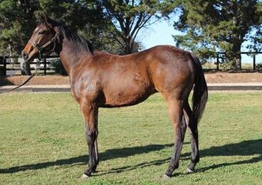 Unusual Suspect First Crop in QLD