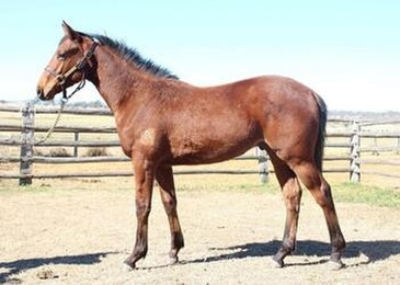 Unusual Suspect First Crop in QLD