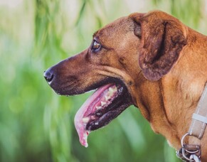 Dog drooling: harmless mess or something serious?