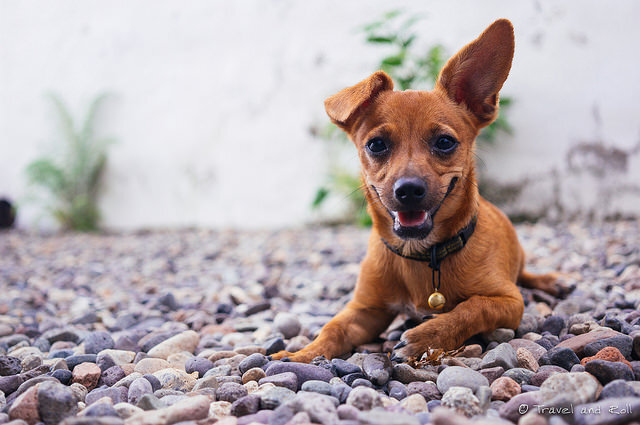 what does it mean when a dog play bows