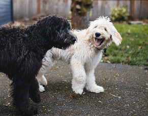 Why your dog needs winter grooming