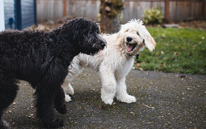 Why your dog needs winter grooming