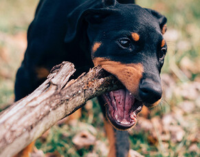 Nose to Tail &ndash; May Specials