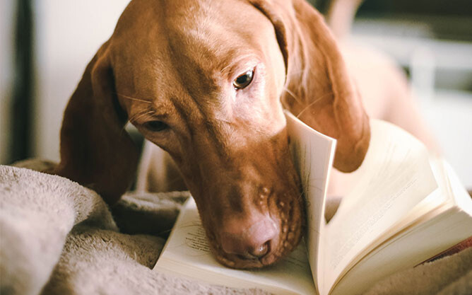 dog reading a book