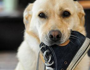 Understanding and solving the dog chewing problem