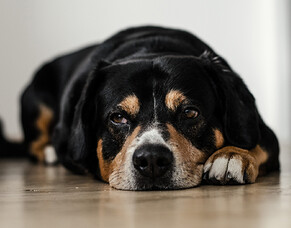 All about dog anxiety