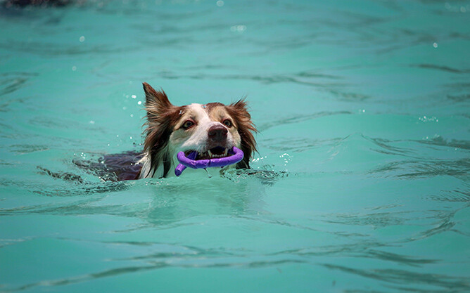 Is it a good idea to take your dog for a swim? Benefits and precautions -  Hindustan Times