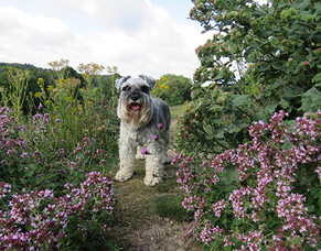 Home remedies for dog allergies