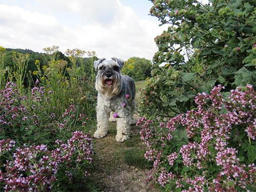 Home remedies for outlet dog allergies