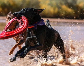 Doggy exercise to keep your pup fit
