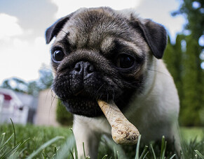 Nutrition for Puppies to Seniors