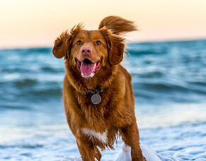 Dog safety tips to care for your pup this summer