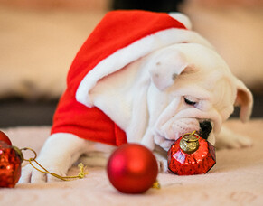 Celebrating Christmas with your dog