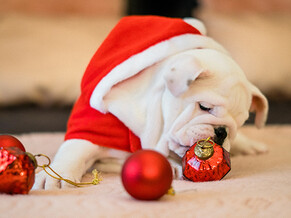 Celebrating Christmas with your dog