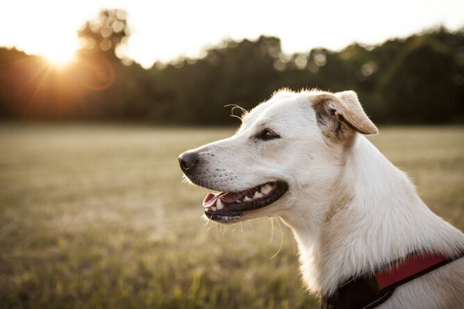 why do dogs flare their nostrils