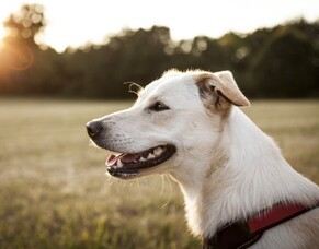 Nose to tail - January specials