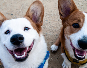 Best Dog Grooming Tools &amp; Services