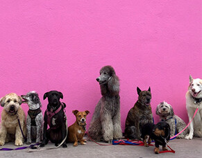 Your pup's instincts: When should you listen to them?