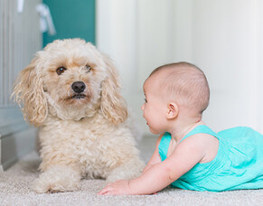 How to child-proof your pooch