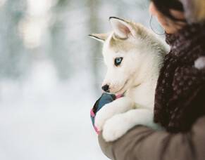 How can you keep your dog warm this winter?
