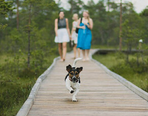 Why does my dog run away from me?