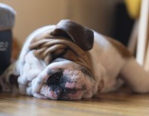 Nose to Tail- August specials