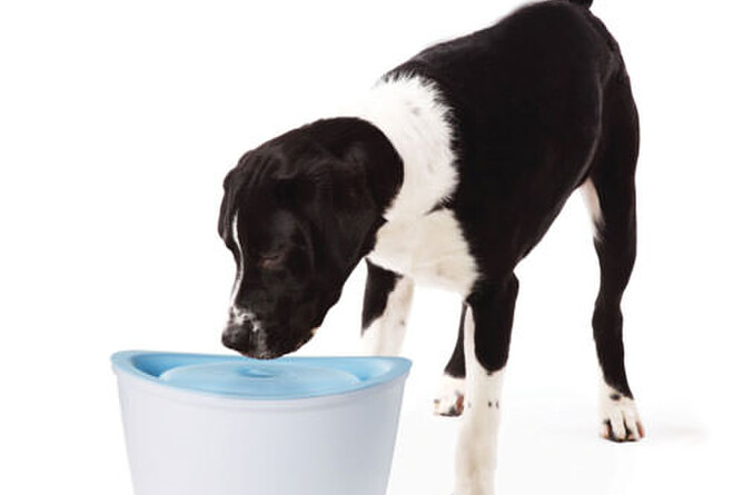 Dogit design fresh clearance and clear pet fountain