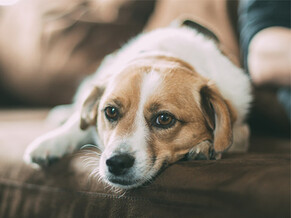 Things you do that your dog hates