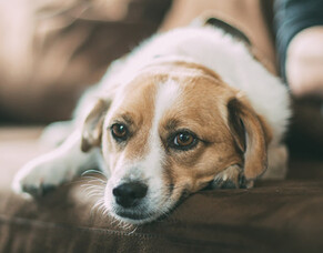 Things you do that your dog hates