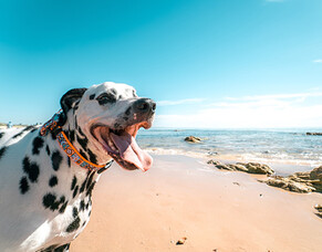 Summer activities for you and your dog