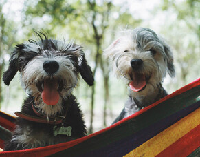 Why having a dog is good for your wellbeing