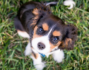 Animal welfare: caring for rescue dogs