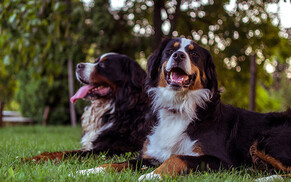 Nose to tail - July specials