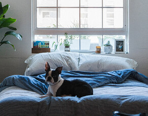 Our top 10 books, movies, and TV shows for dog lovers