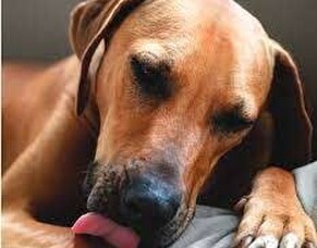 Self service dog wash made easy