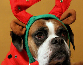 Keep the spirit with these doggy gifts