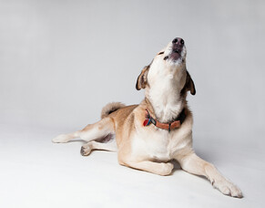 How to stop your dog barking