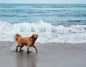 Beach etiquette for dogs