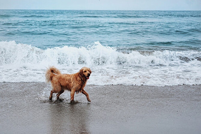 Beach etiquette for dogs | Nose to Tail Dog Wash