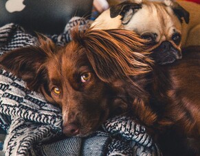 Which dog breed is best for you and your family?