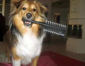 Dog grooming for a perfect coat