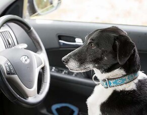 Top tips for traveling with your dog