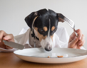 6 Dog nutrition tips dog-owners should know