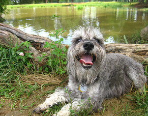 5 Auckland dog parks to enjoy this month