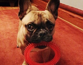 Wet weather fun for your pup