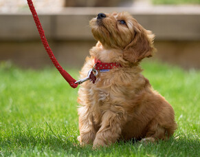 Are you struggling with lead training?