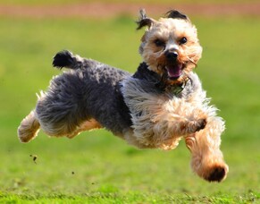 How much exercise does my dog need?