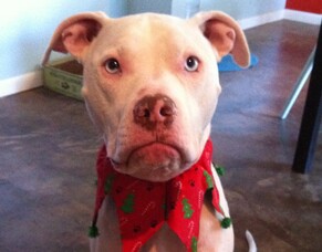 Keep your dog safe during the holidays